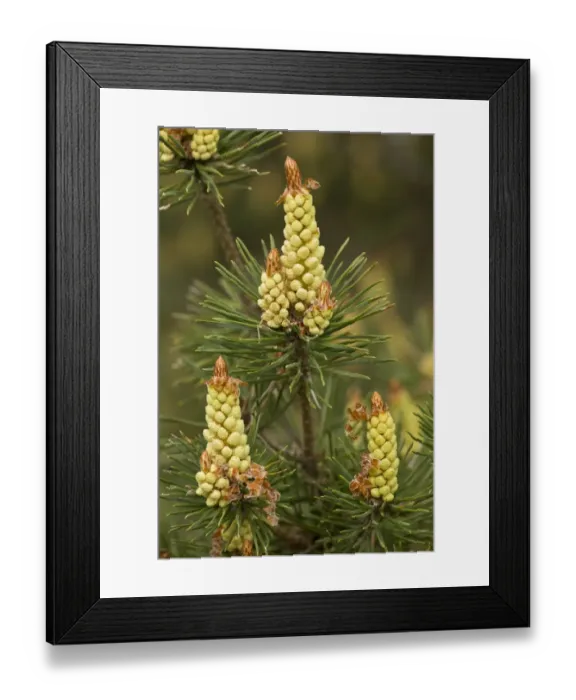Framed Print : Scots Pine (Pinus sylvestris) close-up of male flowers, Cevennes, France, May Framed Print : Scots Pine (Pinus sylvestris) close-up of male flowers, Cevennes, France, May