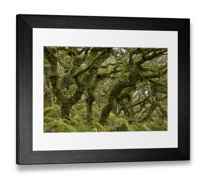 Framed Print : Common Oak (Quercus robur) stunted trees with epiphytic ferns, with moss covered boulders in understory of moorland