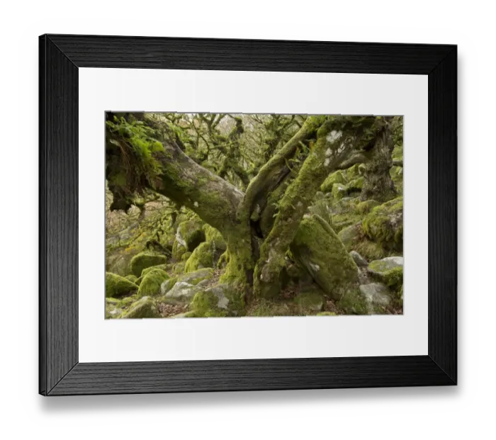 Framed Print : Common Oak (Quercus robur) stunted trees with epiphytic ferns, with moss covered boulders in understory of moorland Framed Print : Common Oak (Quercus robur) stunted trees with epiphytic ferns, with moss covered boulders in understory of moorland