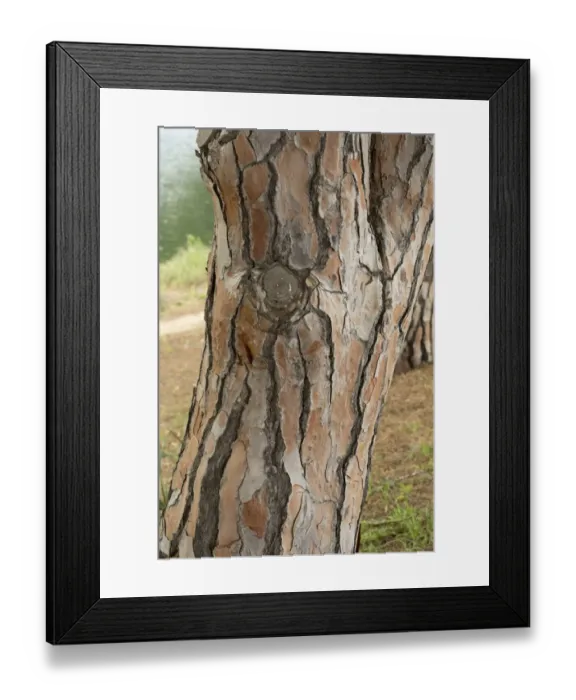 Framed Print : Stone Pine (Pinus pinea) close-up of trunk, Sardinia, Italy, April