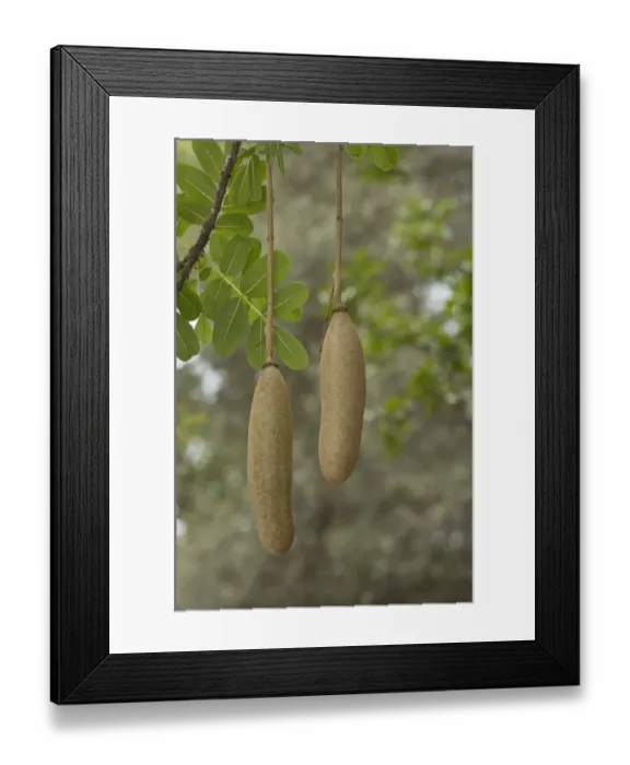 Framed Print : Sausage Tree (Kigelia africana) close-up of fruit, Kruger N. P. Great Limpopo Transfrontier Park, South Africa, November Framed Print : Sausage Tree (Kigelia africana) close-up of fruit, Kruger N. P. Great Limpopo Transfrontier Park, South Africa, November
