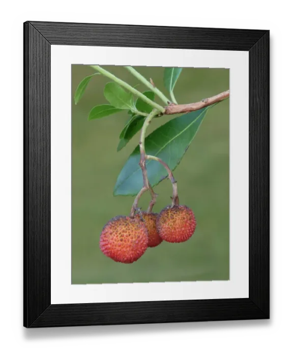 Framed Print : Strawberry Tree (Arbutus unedo) close-up of fruit, growing in garden, Leicestershire, England, December Framed Print : Strawberry Tree (Arbutus unedo) close-up of fruit, growing in garden, Leicestershire, England, December