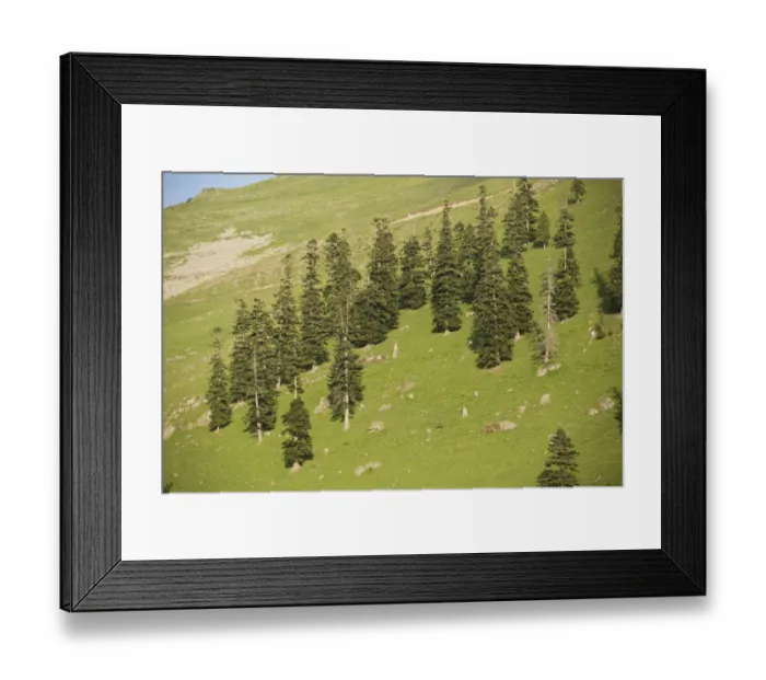Framed Print : Caucasian Spruce (Picea orientalis) degraded montane forest, heavily overgrazed, at 2000m, Cam Pass, Pontic Mountains Framed Print : Caucasian Spruce (Picea orientalis) degraded montane forest, heavily overgrazed, at 2000m, Cam Pass, Pontic Mountains