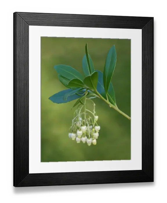Framed Print : Strawberry Tree (Arbutus unedo) close-up of flowers, growing in garden, Leicestershire, England, December Framed Print : Strawberry Tree (Arbutus unedo) close-up of flowers, growing in garden, Leicestershire, England, December