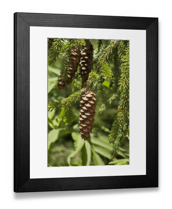 Framed Print : Caucasian Spruce (Picea orientalis) close-up of cones, Pontic Mountains, Anatolia, Turkey, July Framed Print : Caucasian Spruce (Picea orientalis) close-up of cones, Pontic Mountains, Anatolia, Turkey, July