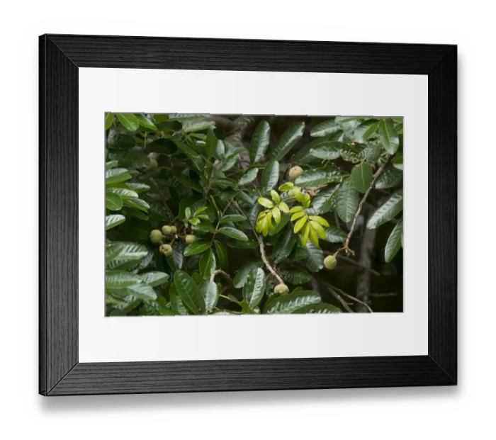 Framed Print : Forest Mahogany (Trichilia dregeana) close-up of leaves and fruit, Kruger N. P Framed Print : Forest Mahogany (Trichilia dregeana) close-up of leaves and fruit, Kruger N. P