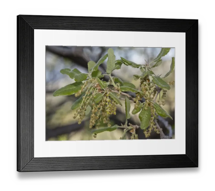 Framed Print : Aleppo Oak (Quercus infectoria) close-up of leaves and flowers, Cyprus, March Framed Print : Aleppo Oak (Quercus infectoria) close-up of leaves and flowers, Cyprus, March