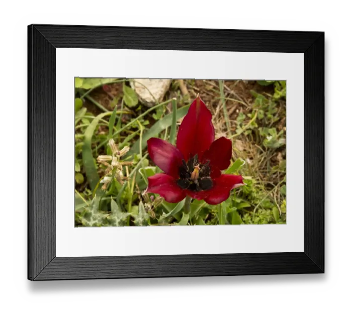 Framed Print : Cypriot Tulip (Tulipa cypria) flowering, Cyprus, March