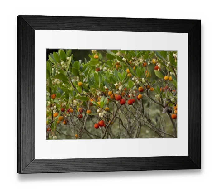 Framed Print : Strawberry Tree (Arbutus unedo) in flower and fruit, Southwest France, October Framed Print : Strawberry Tree (Arbutus unedo) in flower and fruit, Southwest France, October