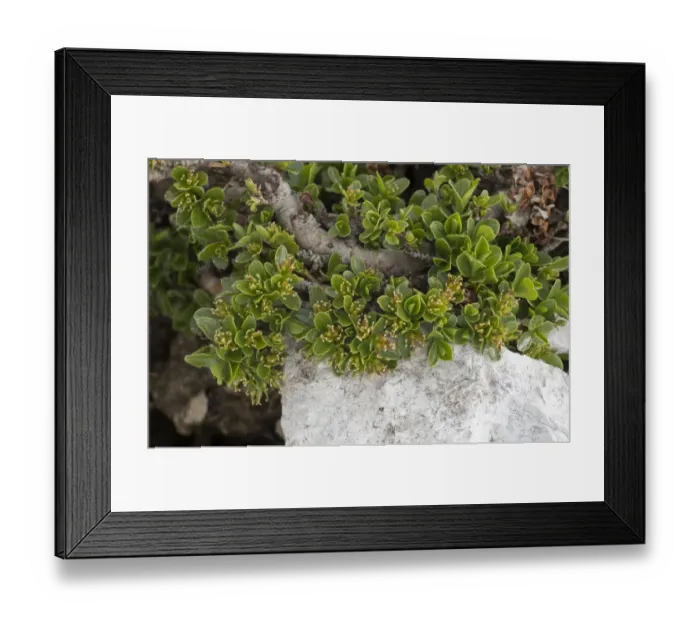 Framed Print : Retuse-leaved Willow (Salix retusa) flowering, growing at high altitude, Dolomites, Italian Alps, Italy, June Framed Print : Retuse-leaved Willow (Salix retusa) flowering, growing at high altitude, Dolomites, Italian Alps, Italy, June