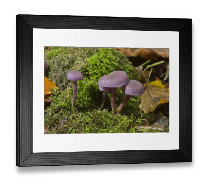 Framed Print : Amethyst Deceiver (Laccaria amethystina) fruiting bodies, clump growing in shady woodland, Wiltshire, England, November Framed Print : Amethyst Deceiver (Laccaria amethystina) fruiting bodies, clump growing in shady woodland, Wiltshire, England, November