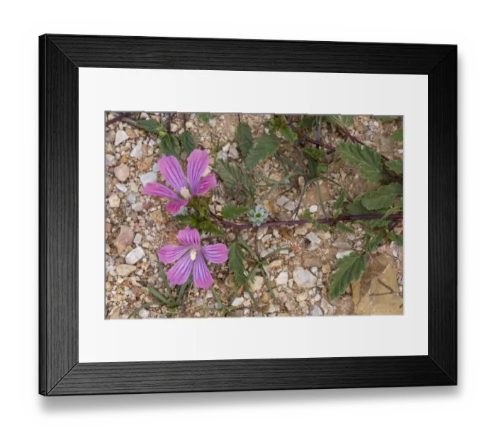 Framed Print : Betony-leaved Malope (Malope malacoides) flowering, Chios, Greece, April