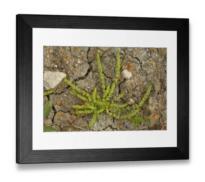 Framed Print : Wall Valantia (Valantia muralis) in flower and fruit, Chios, Greece, April Framed Print : Wall Valantia (Valantia muralis) in flower and fruit, Chios, Greece, April