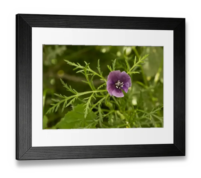 Framed Print : Violet Horned Poppy (Roemeria hybrida) flowering, growing in disturbed ground, Cyprus, March Framed Print : Violet Horned Poppy (Roemeria hybrida) flowering, growing in disturbed ground, Cyprus, March
