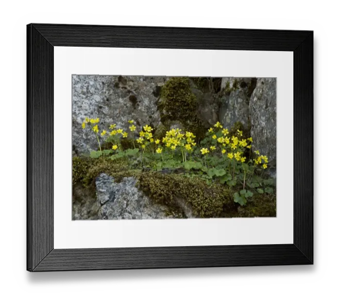 Framed Print : Kikko Buttercup (Ranunculus kykkoensis) flowering, Cyprus, March Framed Print : Kikko Buttercup (Ranunculus kykkoensis) flowering, Cyprus, March