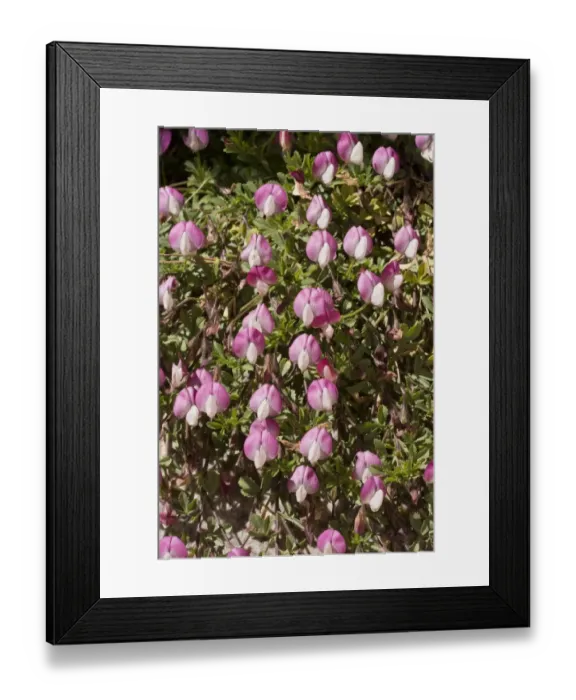 Framed Print : Mount Cenis Restharrow (Ononis cristata) flowering, French Alps, France, September Framed Print : Mount Cenis Restharrow (Ononis cristata) flowering, French Alps, France, September