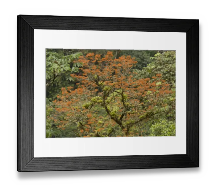 Framed Print : Mountain Immortelle (Erythrina poeppigiana) naturalised species, flowering, with epiphytes growing on branches Framed Print : Mountain Immortelle (Erythrina poeppigiana) naturalised species, flowering, with epiphytes growing on branches