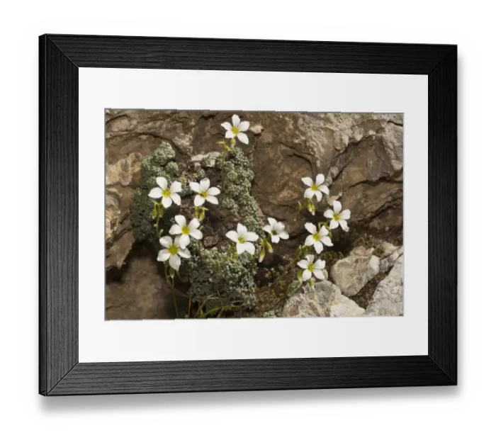 Framed Print : Blue-green Saxifrage (Saxifraga caesia) flowering, growing on limestone cliffs, Maritime Alps, France, September Framed Print : Blue-green Saxifrage (Saxifraga caesia) flowering, growing on limestone cliffs, Maritime Alps, France, September