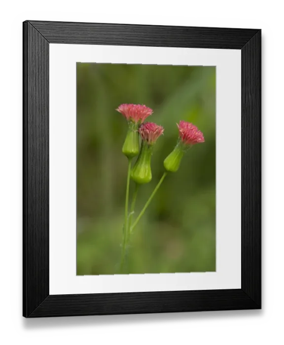 Framed Print : Florida Tasselflower (Emilia fosbergii) flowering, Trinidad, Trinidad and Tobago, February Framed Print : Florida Tasselflower (Emilia fosbergii) flowering, Trinidad, Trinidad and Tobago, February