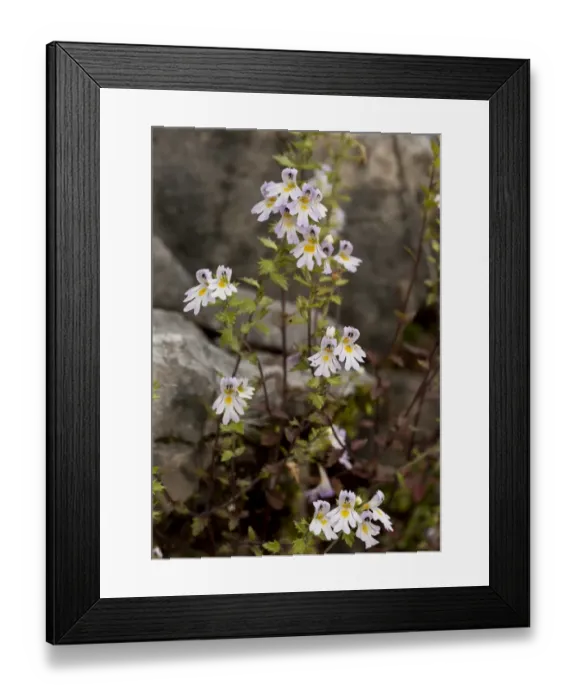 Framed Print : Large-flowered Sticky Eyebright (Euphrasia rostkoviana) flowering, Vercors, French Alps, France, August Framed Print : Large-flowered Sticky Eyebright (Euphrasia rostkoviana) flowering, Vercors, French Alps, France, August