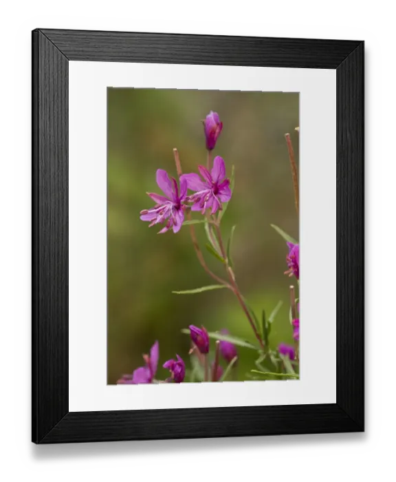 Framed Print : Alpine Willowherb (Epilobium dodonaei) flowering, French Alps, France, August Framed Print : Alpine Willowherb (Epilobium dodonaei) flowering, French Alps, France, August