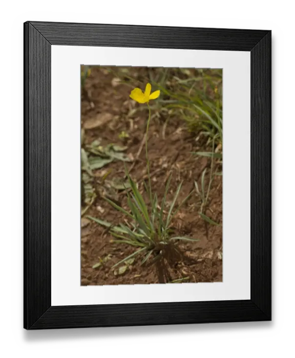 Framed Print : Grassy-leaved Buttercup (Ranunculus gramineus) flowering, Cevennes, France, May Framed Print : Grassy-leaved Buttercup (Ranunculus gramineus) flowering, Cevennes, France, May