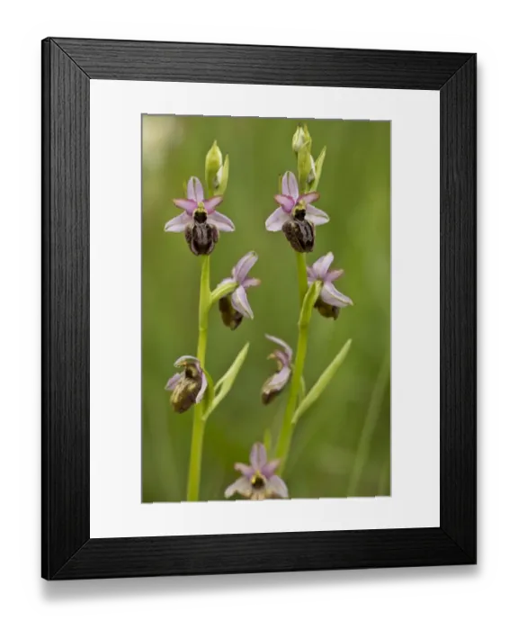 Framed Print : Aveyron Bee Orchid (Ophrys aveyronensis) flowering, Cernon Valley, Massif Central, France, May Framed Print : Aveyron Bee Orchid (Ophrys aveyronensis) flowering, Cernon Valley, Massif Central, France, May