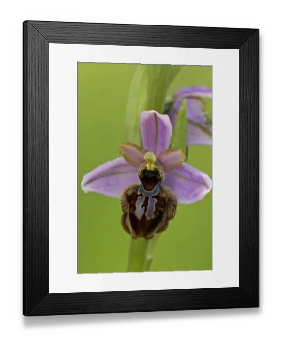 Framed Print : Aveyron Bee Orchid (Ophrys aveyronensis) close-up of flower, Cernon Valley, Massif Central, France, May Framed Print : Aveyron Bee Orchid (Ophrys aveyronensis) close-up of flower, Cernon Valley, Massif Central, France, May