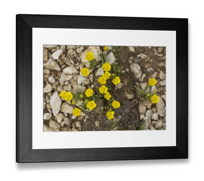 Framed Print : Hybrid Buttercup (Ranunculus hybridus) flowering, growing at high altitude, Dolomites, Italian Alps, Italy, June Framed Print : Hybrid Buttercup (Ranunculus hybridus) flowering, growing at high altitude, Dolomites, Italian Alps, Italy, June