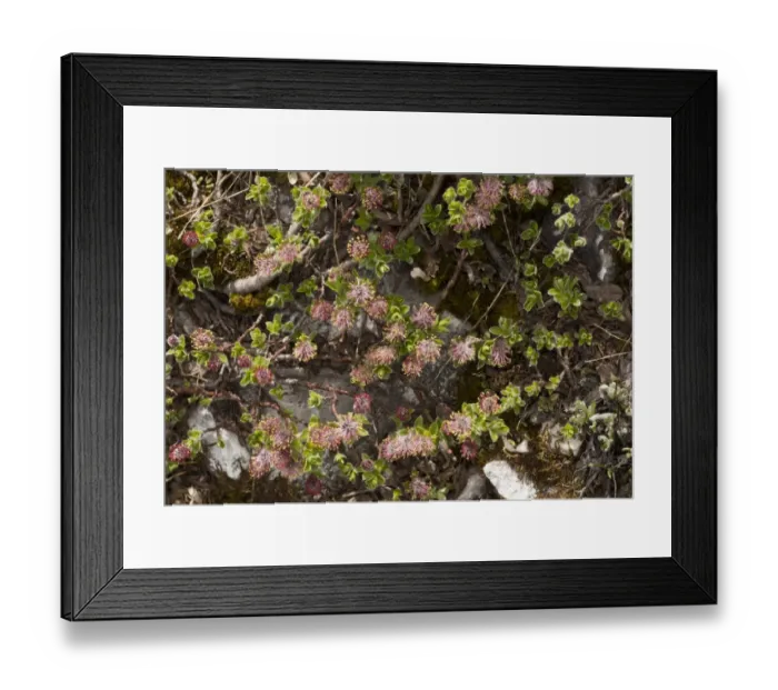 Framed Print : Alpine Willow (Salix alpina) male flowers, Dolomites, Italian Alps, Italy, June Framed Print : Alpine Willow (Salix alpina) male flowers, Dolomites, Italian Alps, Italy, June