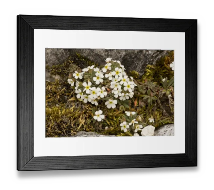 Framed Print : Dwarf Rock-jasmine (Androsace hausmannii) flowering, growing on dolomite rock, Dolomites, Italian Alps, Italy, June