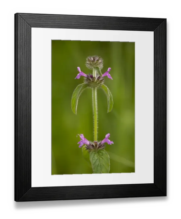 Framed Print : Wild Basil (Clinopodium vulgare) flowering, growing on chalk downland, Romania, June Framed Print : Wild Basil (Clinopodium vulgare) flowering, growing on chalk downland, Romania, June