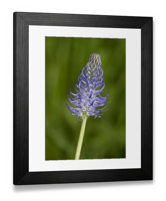 Framed Print : Rampion (Phyteuma tetramera) flowering, Romania, June Framed Print : Rampion (Phyteuma tetramera) flowering, Romania, June