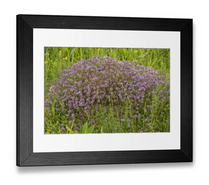 Framed Print : Loveyanus Thyme (Thymus glabrescens) flowering, growing on anthill in old pasture, Romania, June Framed Print : Loveyanus Thyme (Thymus glabrescens) flowering, growing on anthill in old pasture, Romania, June