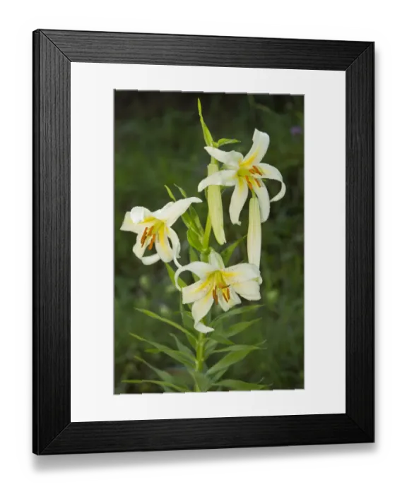 Framed Print : Wild Lily (Lilium kesselringii) flowering, Pontic Mountains, Anatolia, Turkey, July Framed Print : Wild Lily (Lilium kesselringii) flowering, Pontic Mountains, Anatolia, Turkey, July