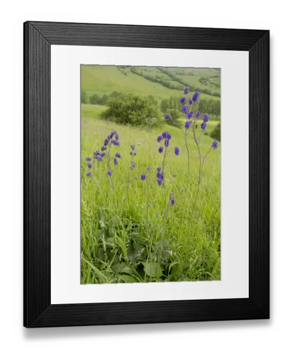 Framed Print : Nodding Sage (Salvia nutans) flowering, growing in old grassland, Transylvania, Romania, June Framed Print : Nodding Sage (Salvia nutans) flowering, growing in old grassland, Transylvania, Romania, June