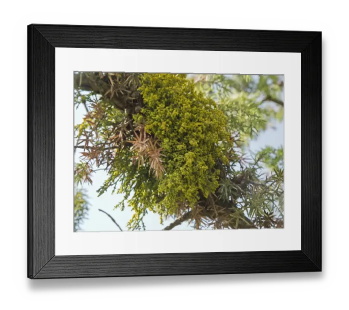 Framed Print : Juniper Dwarf Mistletoe (Arceuthobium oxycedri) hemiparasite on juniper, Pontic Mountains, Anatolia, Turkey, July Framed Print : Juniper Dwarf Mistletoe (Arceuthobium oxycedri) hemiparasite on juniper, Pontic Mountains, Anatolia, Turkey, July