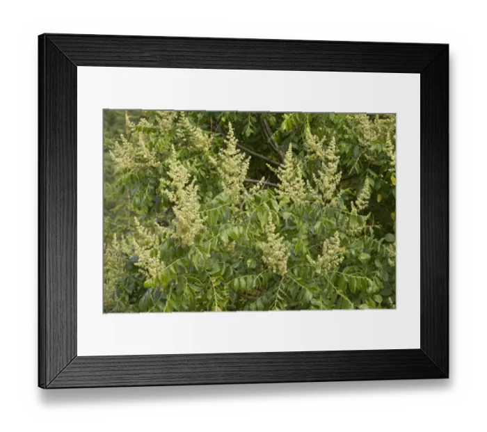 Framed Print : Elm-leaved Sumach (Rhus coriaria) flowering, Pontic Mountains, Anatolia, Turkey, July Framed Print : Elm-leaved Sumach (Rhus coriaria) flowering, Pontic Mountains, Anatolia, Turkey, July