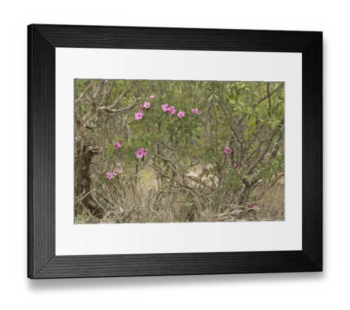 Framed Print : Swazi Lily (Adenium swazicum) flowering, Kruger N. P. Great Limpopo Transfrontier Park, South Africa, November Framed Print : Swazi Lily (Adenium swazicum) flowering, Kruger N. P. Great Limpopo Transfrontier Park, South Africa, November