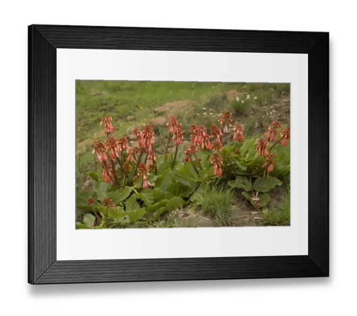 Framed Print : Plough-breaker (Erythrina zeyheri) flowering, South Africa, November Framed Print : Plough-breaker (Erythrina zeyheri) flowering, South Africa, November