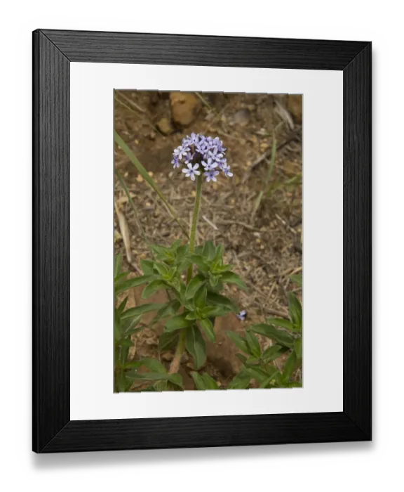 Framed Print : Wild Verbena (Pentanisia prunelloides) flowering, growing in grassland, Royal Natal N. P