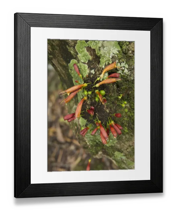 Framed Print : Tree Fuchsia (Halleria lucida) close-up of flowers, Royal Natal N. P. KwaZulu-Natal, South Africa, November Framed Print : Tree Fuchsia (Halleria lucida) close-up of flowers, Royal Natal N. P. KwaZulu-Natal, South Africa, November