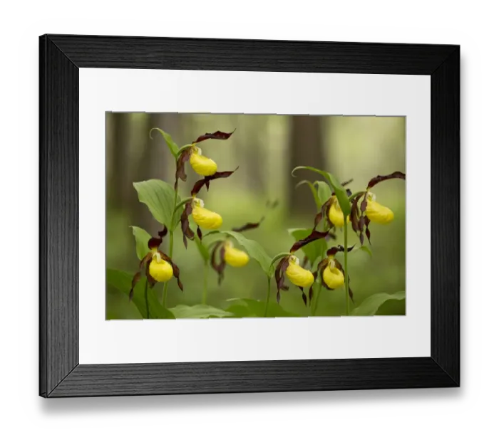 Framed Print : Yellow Ladys Slipper Orchid (Cypripedium calceolus) flowering, growing in woodland, Dolomites, Italian Alps, Italy Framed Print : Yellow Ladys Slipper Orchid (Cypripedium calceolus) flowering, growing in woodland, Dolomites, Italian Alps, Italy