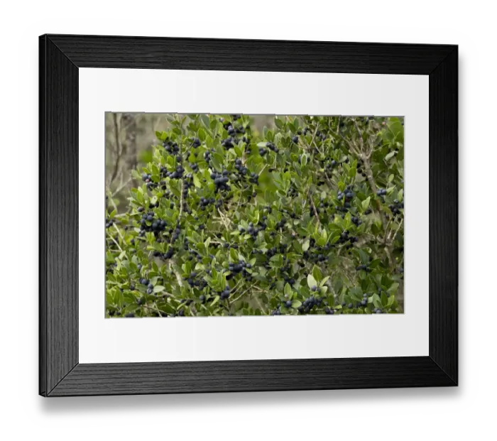 Framed Print : Mediterranean Buckthorn (Rhamnus alaternus) in fruit, Southwest France, October Framed Print : Mediterranean Buckthorn (Rhamnus alaternus) in fruit, Southwest France, October