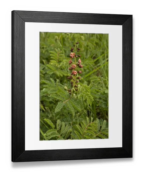 Framed Print : Hoffmanseggia (Hoffmanseggia sandersonii) flowering, growing in grassland, Royal Natal N. P Framed Print : Hoffmanseggia (Hoffmanseggia sandersonii) flowering, growing in grassland, Royal Natal N. P