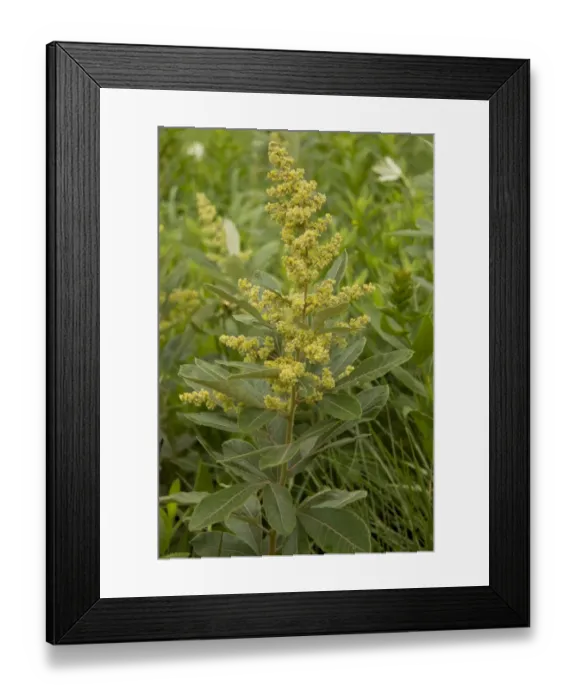 Framed Print : Grassveld Currant (Rhus discolor) flowering, growing in grassland, Royal Natal N. P Framed Print : Grassveld Currant (Rhus discolor) flowering, growing in grassland, Royal Natal N. P