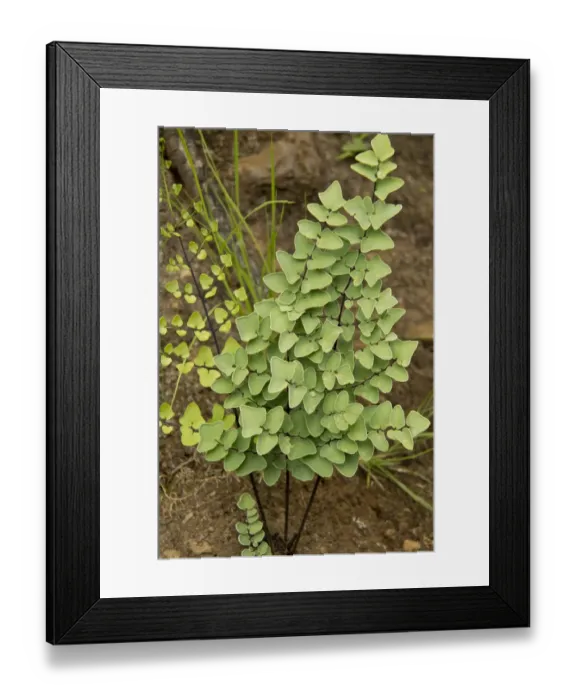 Framed Print : Hard Fern (Pellaea calomelanos) fronds, Royal Natal N. P. Drakensberg Mountains, KwaZulu-Natal, South Africa, November Framed Print : Hard Fern (Pellaea calomelanos) fronds, Royal Natal N. P. Drakensberg Mountains, KwaZulu-Natal, South Africa, November