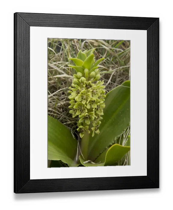 Framed Print : Dwarf Pineapple Lily (Eucomis humilis) flowering, Royal Natal N. P. Drakensberg Mountains, KwaZulu-Natal, South Africa Framed Print : Dwarf Pineapple Lily (Eucomis humilis) flowering, Royal Natal N. P. Drakensberg Mountains, KwaZulu-Natal, South Africa