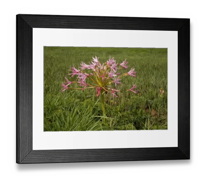 Framed Print : Natal Candelabra Flower (Brunsvigia natalensis) flowering, growing in grassland, Royal Natal N. P Framed Print : Natal Candelabra Flower (Brunsvigia natalensis) flowering, growing in grassland, Royal Natal N. P