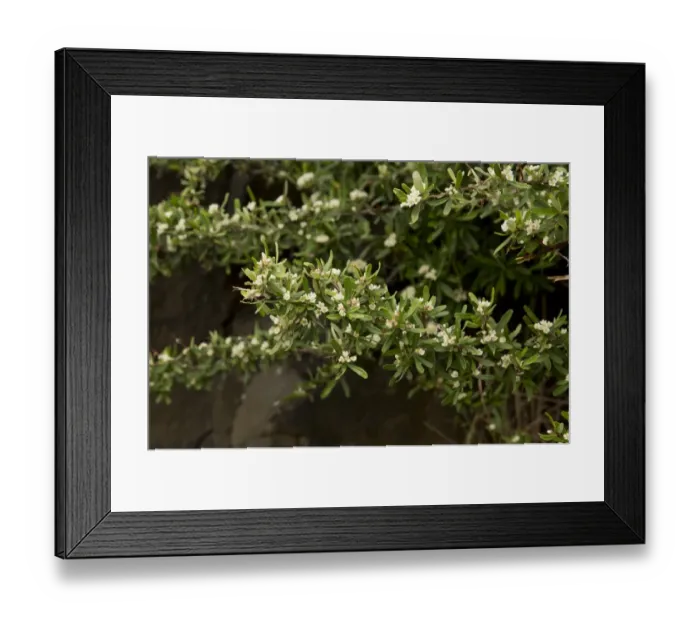 Framed Print : Narrowleaf Firethorn (Pyracantha angustifolia) introduced invasive species, close-up of leaves and flowers, Lesotho Framed Print : Narrowleaf Firethorn (Pyracantha angustifolia) introduced invasive species, close-up of leaves and flowers, Lesotho
